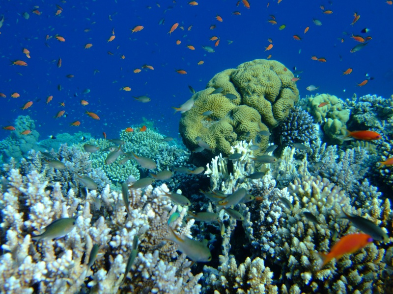 korally.jpg