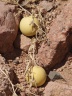 Пустынные арбузы колоцинты