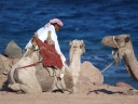 Бедуин и верблюды