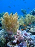 Мягкий коралл. Красное море