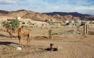 Бедуинская земля