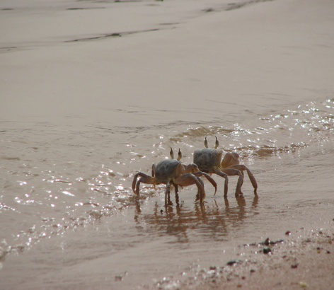 Песчаные крабы